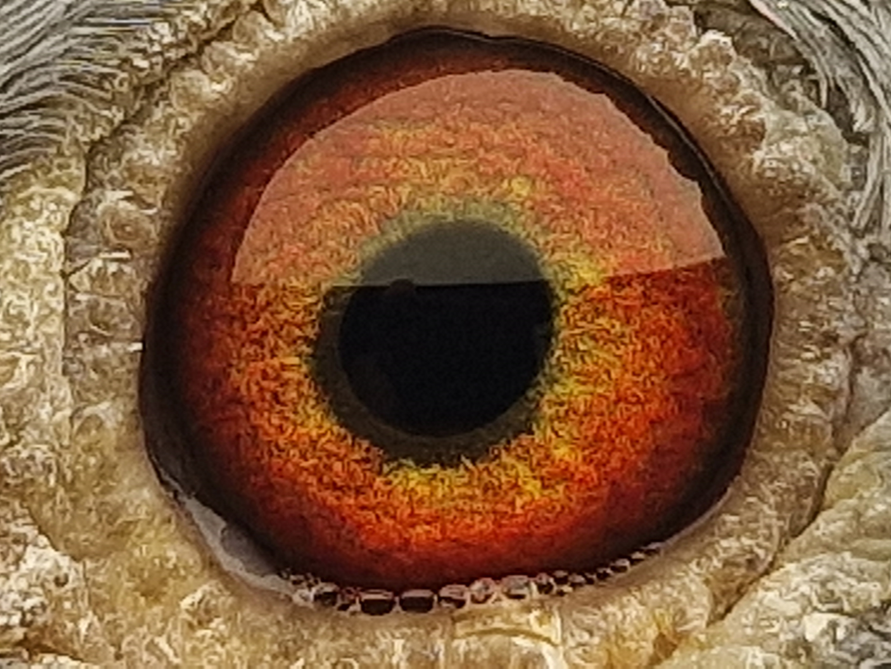 Pigeon eye